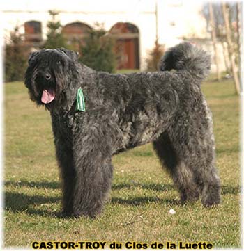 bouvier des flandres du clos de la luette - copyright d&eacute;pos&eacute;